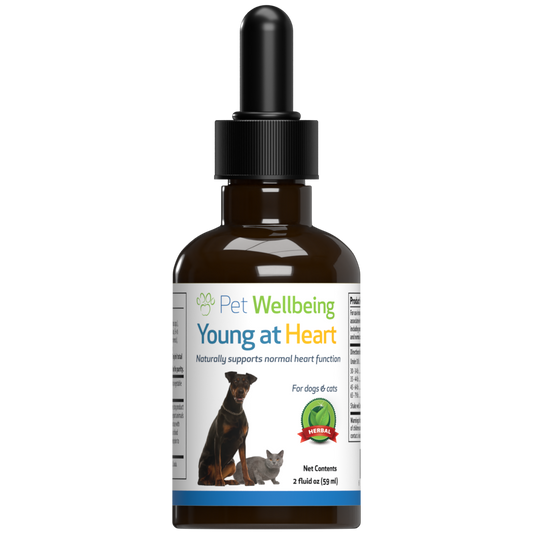Young at Heart - Holistic Heart Health Care for Cats