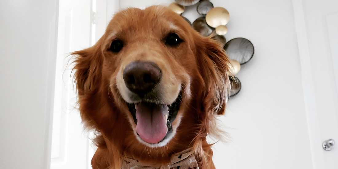 Eddie the Goldie Moves Again After Bone Cancer & Arthritis