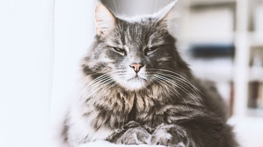 Helping Mushu, the old grumpy cat, to feel joyful and healthy after Feline Diabetes