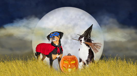 Chocolate and Pets Don’t Mix! Halloween Special