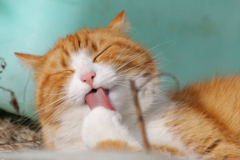 Your Guide to Keeping A Clean House, Happy Pets, and Healthier Humans