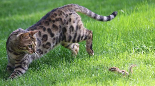 Cat with warrior spirit, overcomes feline Heart Disease even with weak immune system