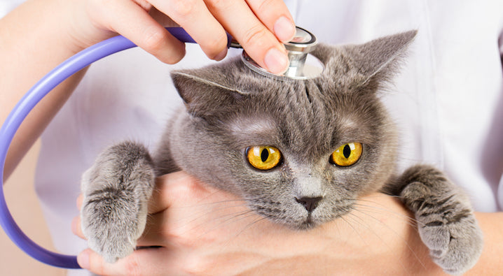 Lucy’s journey to recovery from cat hyperthyroidism