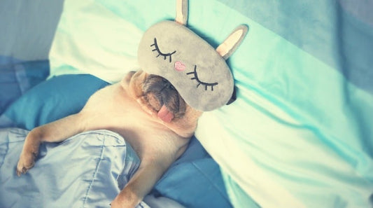 Dogs and Dreaming: Understanding How Your Pooch Sleeps