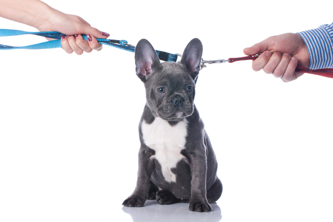 How Joint Custody Can Work for Your Pets During a Separation