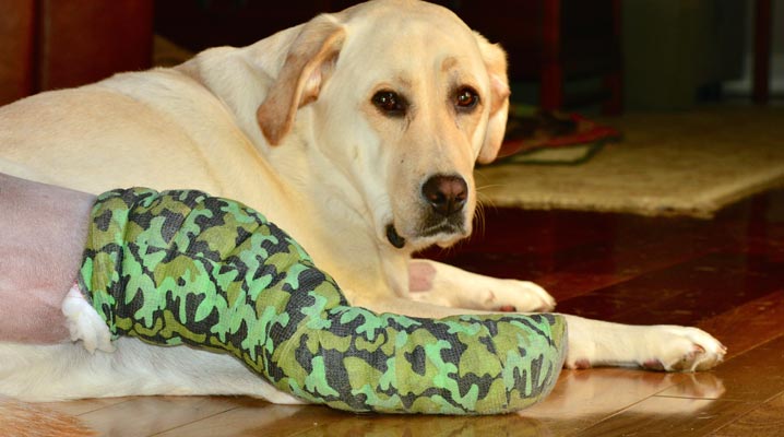 Knee Problems in Dogs