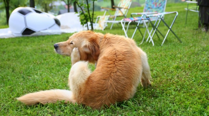Get Rid of the Fleas That Are Triggering Your Pet's Allergies