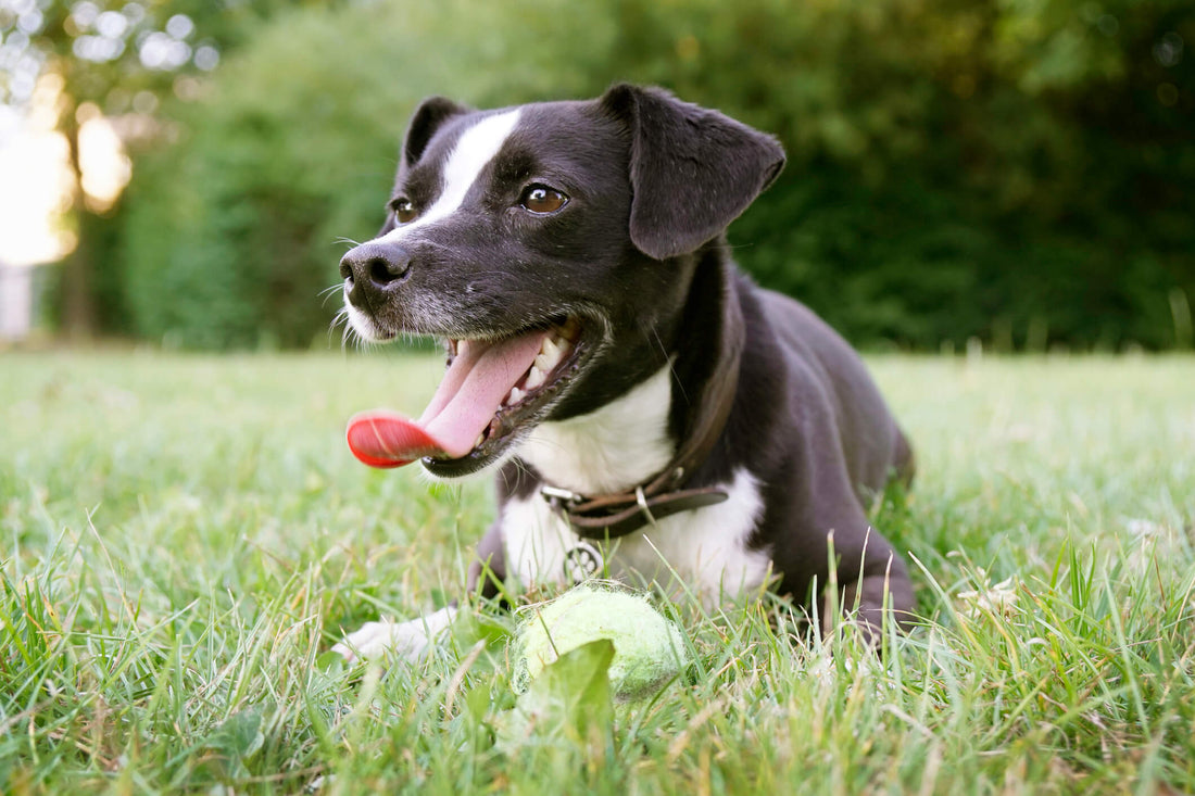 Why Is My Dog's Breath So Bad?