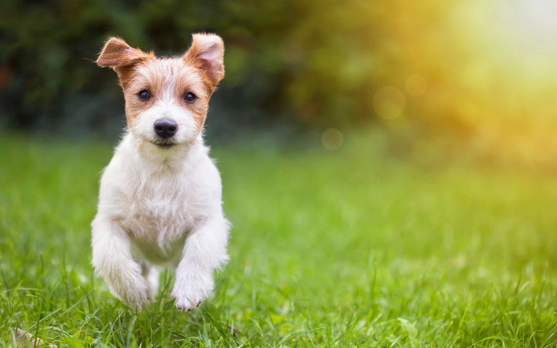 6 Alternative Treatments for Pet Arthritis