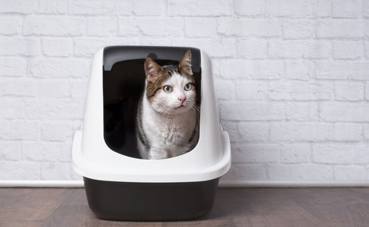 Backed Up or Blocked - Feline Constipation or Intestinal Obstructions?