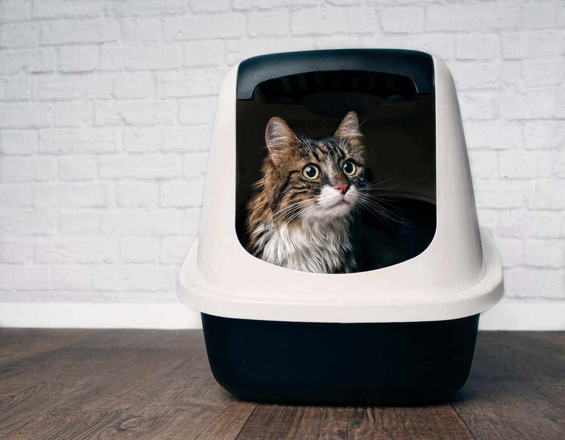 Don’t Forget to Check the Box: Spotting Cat Constipation Before it Becomes Severe