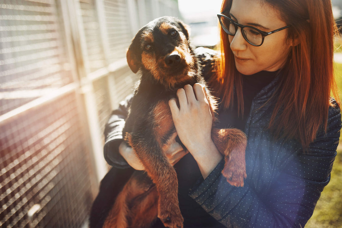 Celebrate Your Special Pup This National Rescue Dog Day
