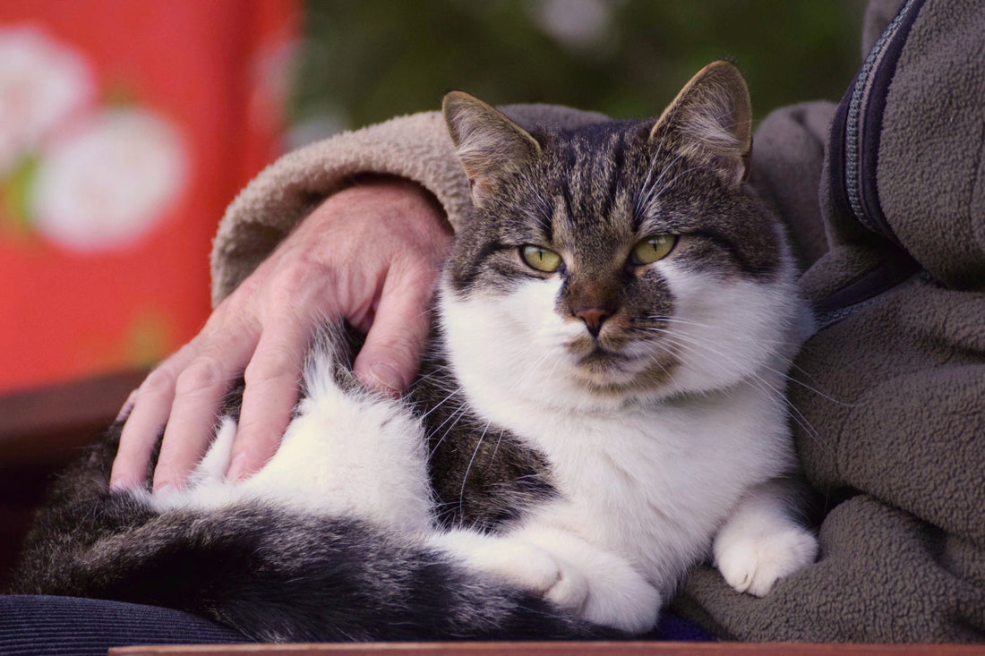 How Aging Can Affect Your Cat's Cognitive Abilities