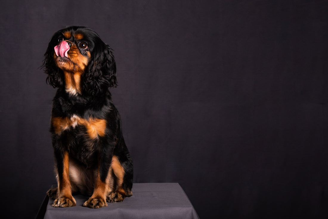 Cats Aren't the Only Pets that Can Get Hairballs!