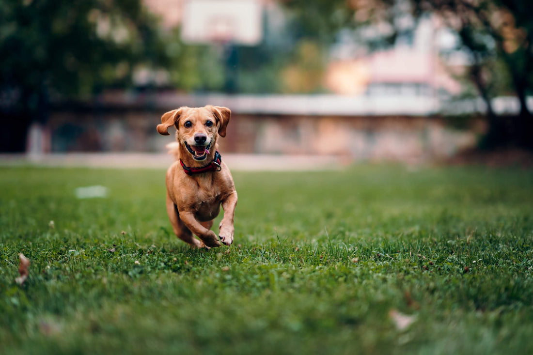Wellness Tips to Change Your Pet's Life for the Better