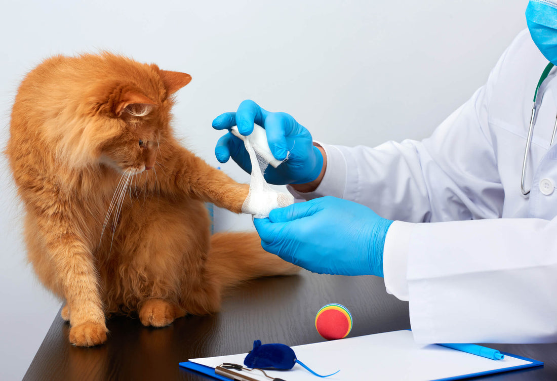 How to Care for a Cat with a Cut or Wound