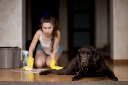 Do You Know All the Environmental Toxins Your Pet is Exposed To?