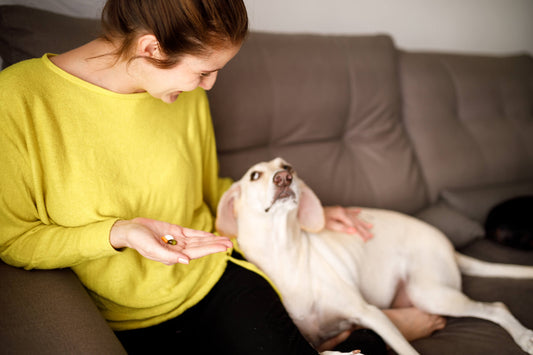 What's in Your Dog's General Wellness Kit? And What Should Be!