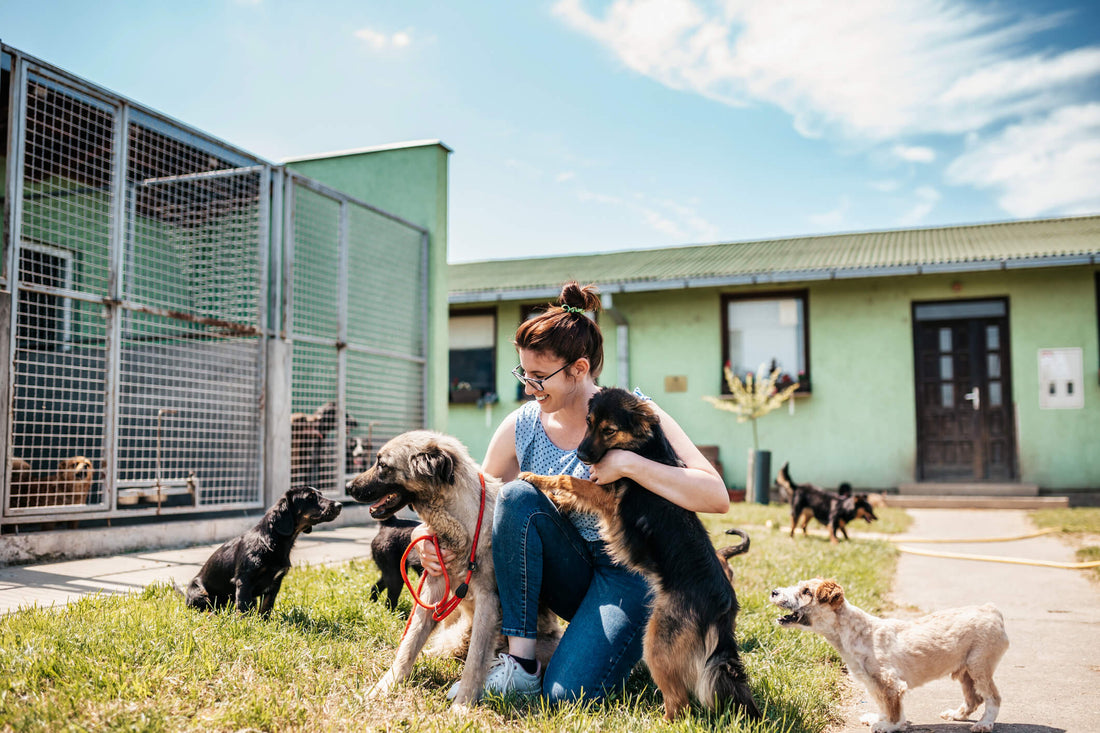 How to Donate to a Pet Rescue Without Giving Money