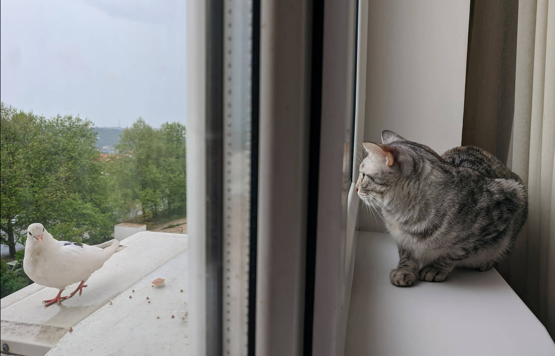 Why Bright Ruffle Collars on Cats Are Better for Bird Safety
