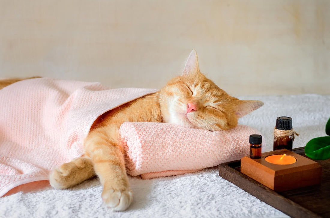Treat Your Pet to Their Very Own Spa Day