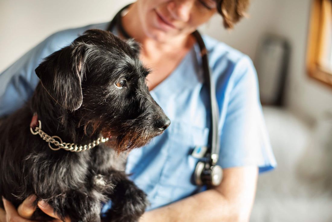 The Top 8 Health Issues that Rescue Dogs Experience