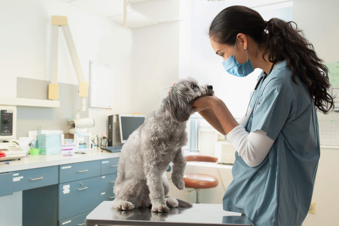 This is How Dogs Get Kidney Stones (and What You Can Do About It)