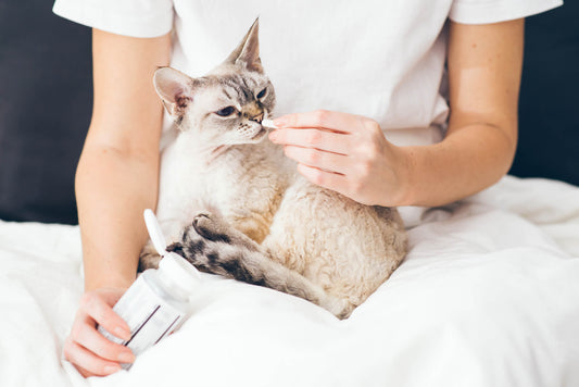 The Top 5 Supplements to Compliment Your Pet's Cancer Treatment