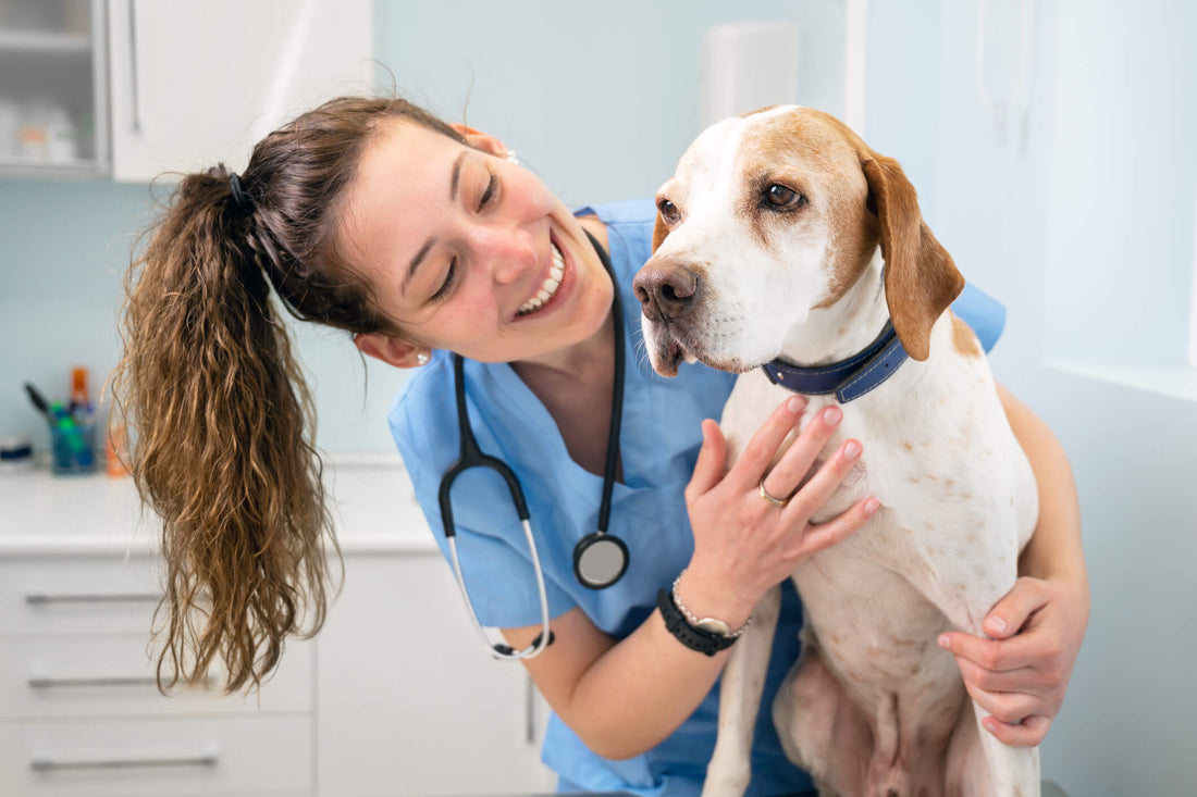Does Your Pet Hate the Vet? Tips for Easier Vet Visits