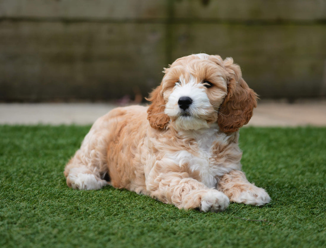 Celebrate PAWsome Mixed-Breed Dogs!