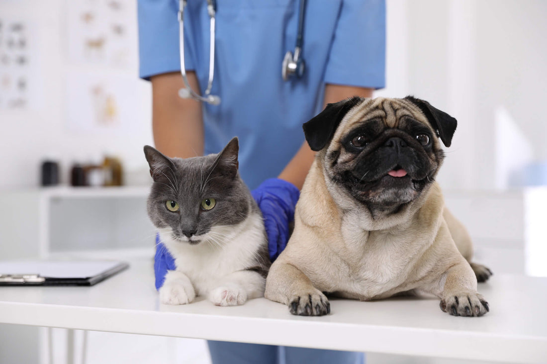 The Best of Holistic Therapy for Pets in 2023