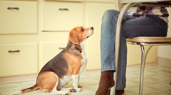 Obese Pets Are Developing The Same Diseases As Humans