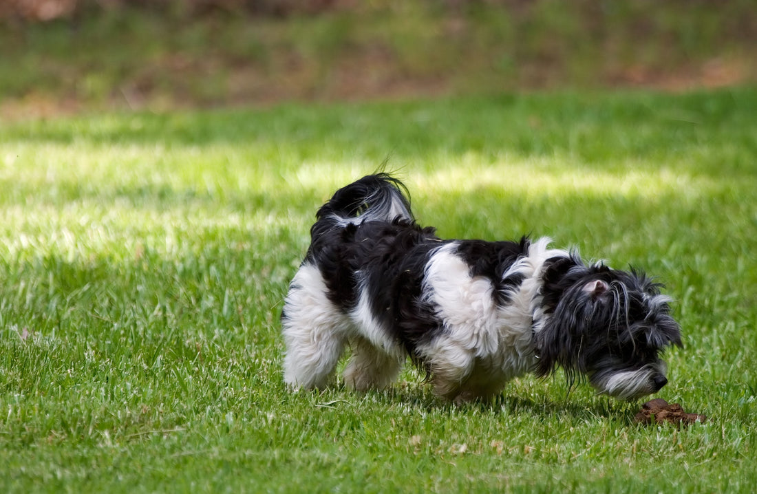 If Your Dog Eats Poop, Blame Ancient Wolves