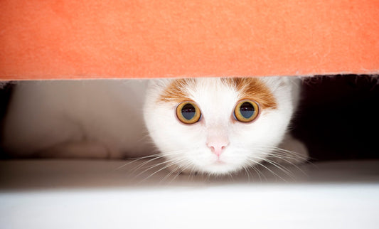 10 of the Most Common Pet Stressors