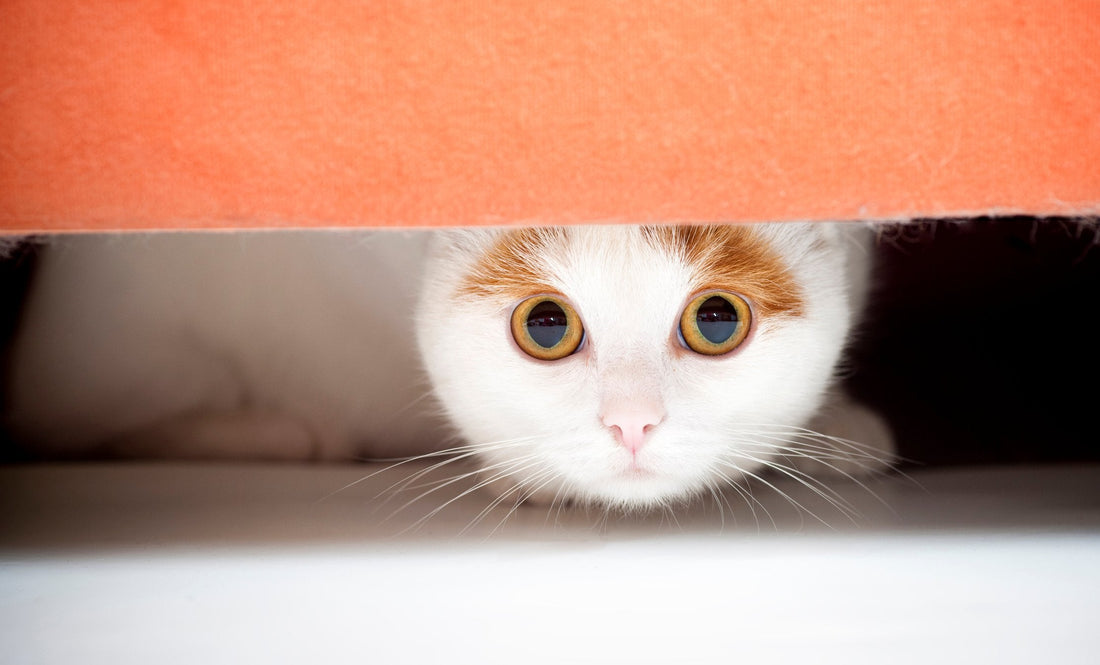 5 Ways to Keep Scared Pets Calm During a Storm