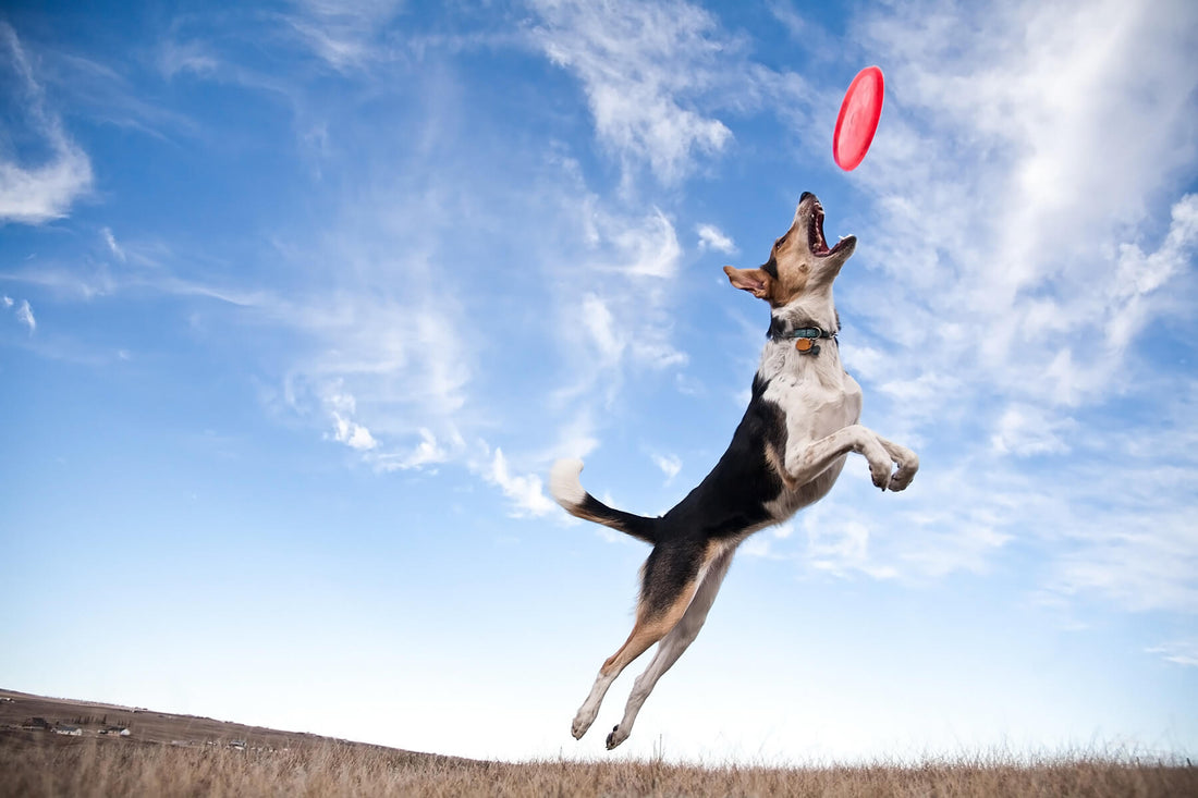 April is Canine Fitness Month