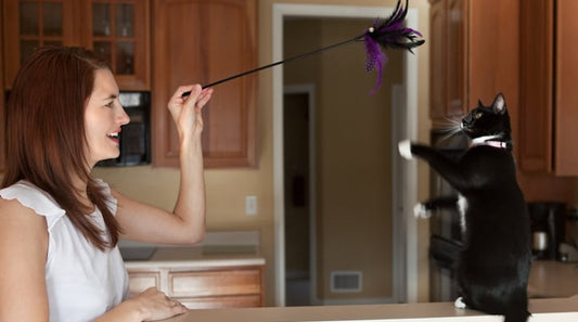 Attention Cat Owners: Your Pet Wants You, Not More Food!