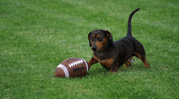 NFL Star Pays Adoption Fees For 46 Animals At Baltimore Shelter