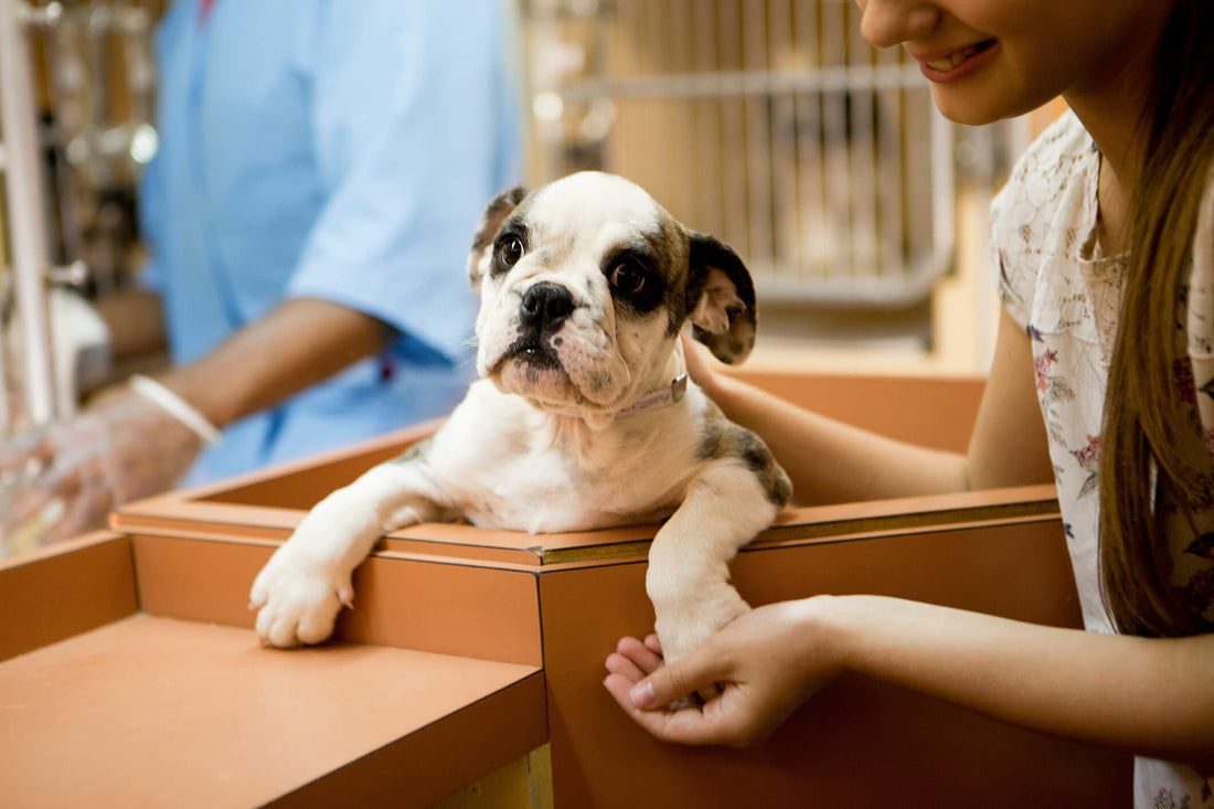 8 Questions You Need to Ask When Adopting a Rescue Dog