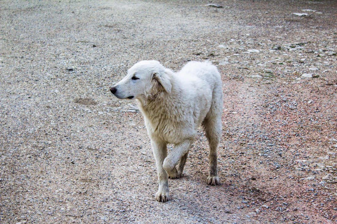 Could My Dog's Joint Pain be Lyme Disease?