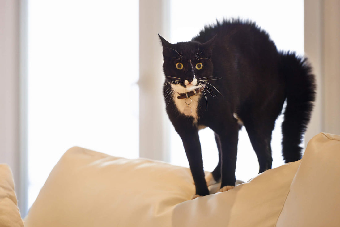 Why Sharp Sounds Can Lead to Cat Seizures