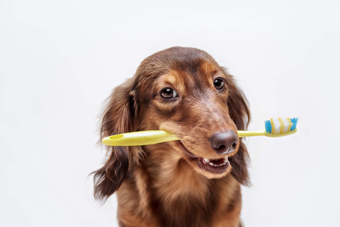 February is Pet Dental Health Month