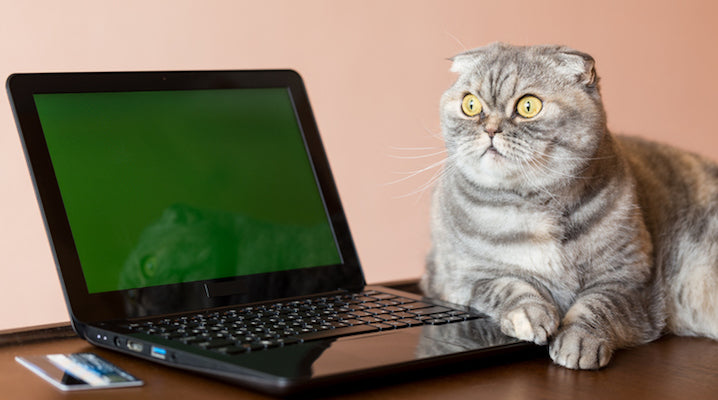 Feral Cats Are Being Employed As Guards To Save Shelter Animals' Lives