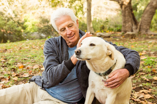 Making Joint Pain and Arthritis More Manageable for Your Older Dog