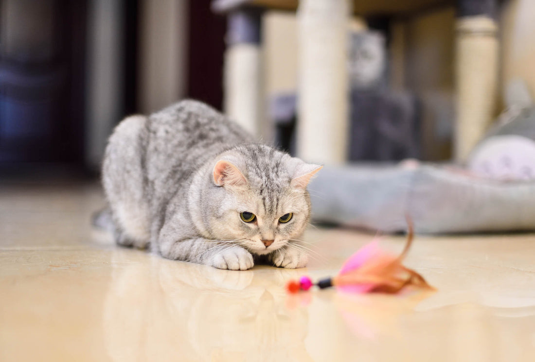 Keep Your Cat Active & Stimulated While Stuck Inside for the Winter