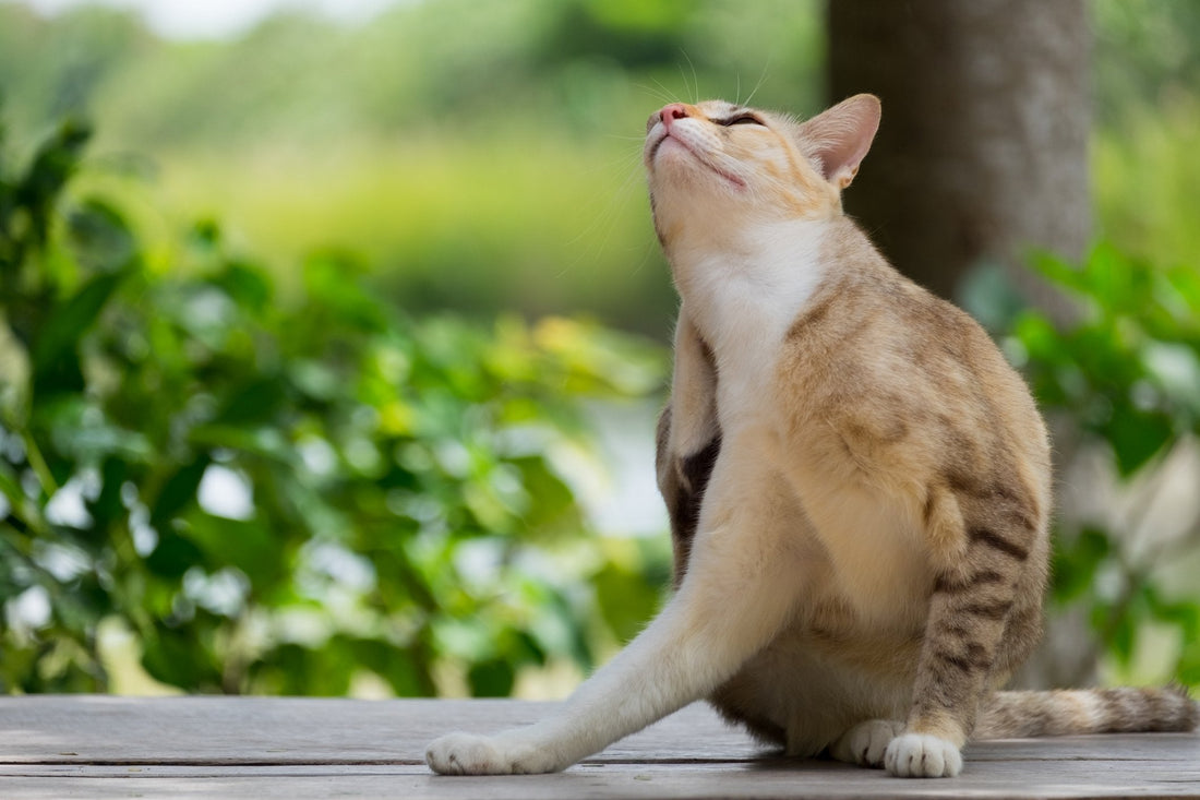 An Itch that Can't be Scratched: Signs of Allergy-Induced Itching