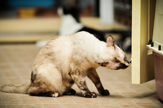 Can Cat Pheromones Alleviate Your Kitty's Stress & Anxiety?