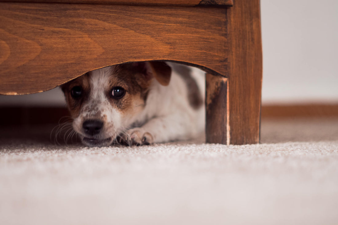 Rescue Pups May Have Bad Habits: Be Patient With Them!