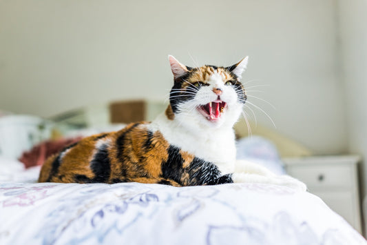 5 Simple Ways to Keep a Senior Cat Comfortable