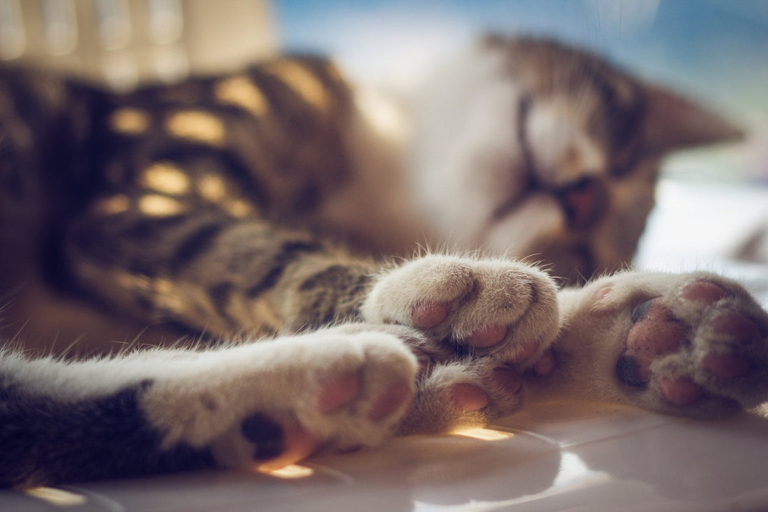 Brrr: It's Cold! Understand Your Cat's Natural Body Temperature